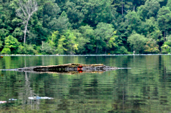 reflection that a broken log made in the water